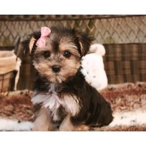 Meet your Posher, Randi